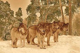 Ковер DA VINCI z907 BROWN